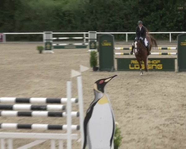 Reitturnier RA Haren/Lüssing 2019