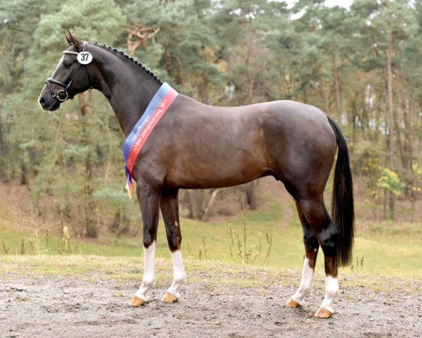 stallion Bonds (Oldenburg, 2013, from Callaho's Benicio)