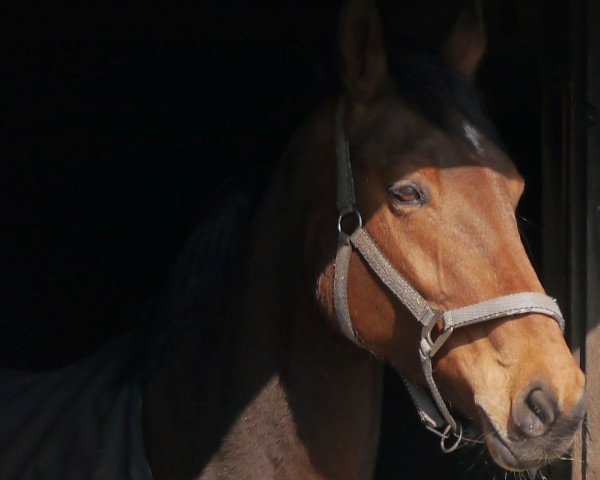 broodmare Ricciana (Hanoverian, 2000, from Regazzoni)