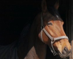 broodmare Ricciana (Hanoverian, 2000, from Regazzoni)