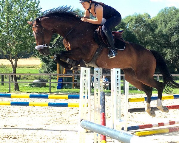 broodmare Propita (Hanoverian, 2004, from Provider)