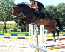 broodmare Propita (Hanoverian, 2004, from Provider)