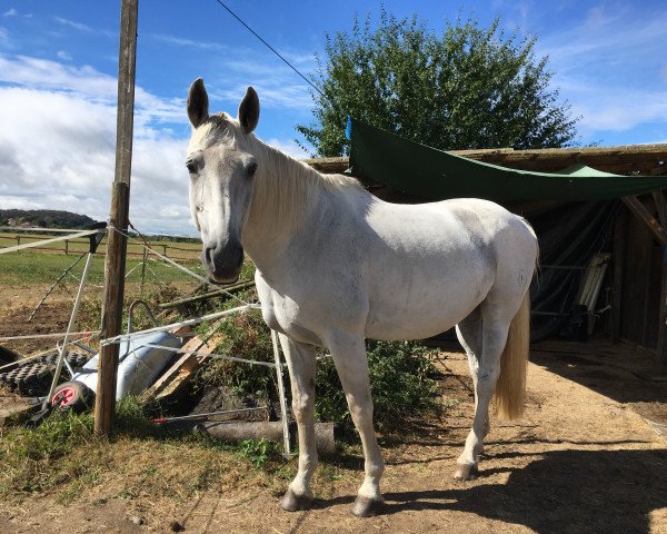 dressage horse Renee 14 (Hessian Warmblood, 2001, from Rodman)
