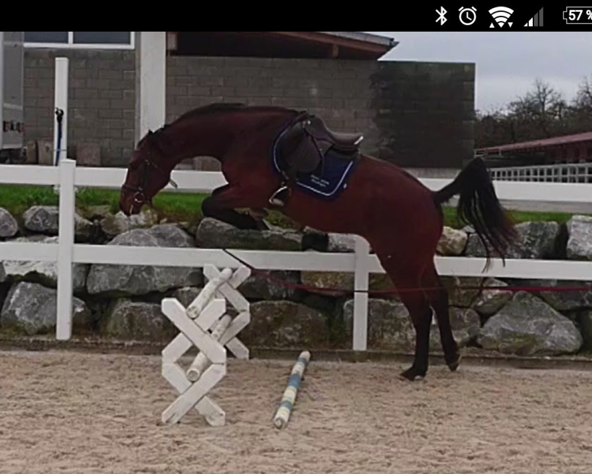 Pferd Champion of the League VL (Englisches Vollblut,  , von Con Spirito R)