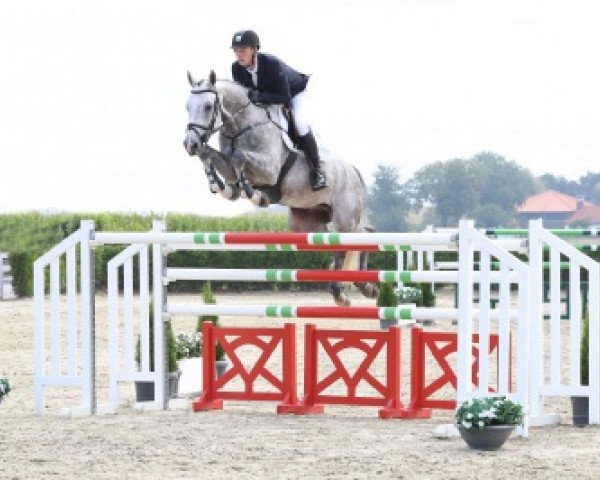 Pferd Easy Lover (Holsteiner, 2009, von Clarimo Ask)