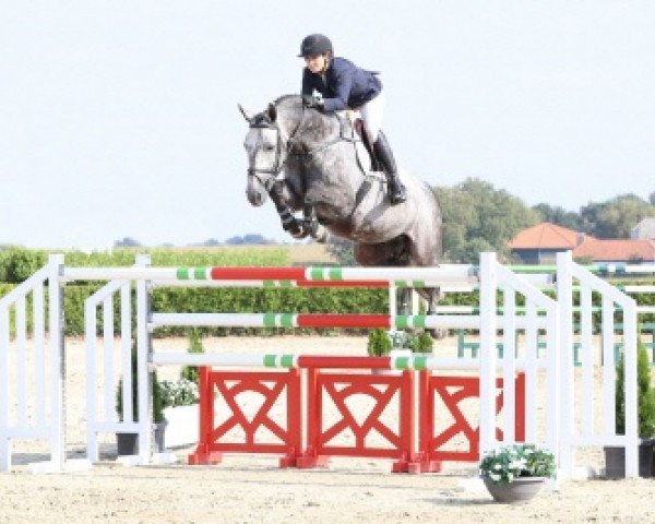 horse Peek a Boo (KWPN (Royal Dutch Sporthorse), 2009, from Lucky Boy)