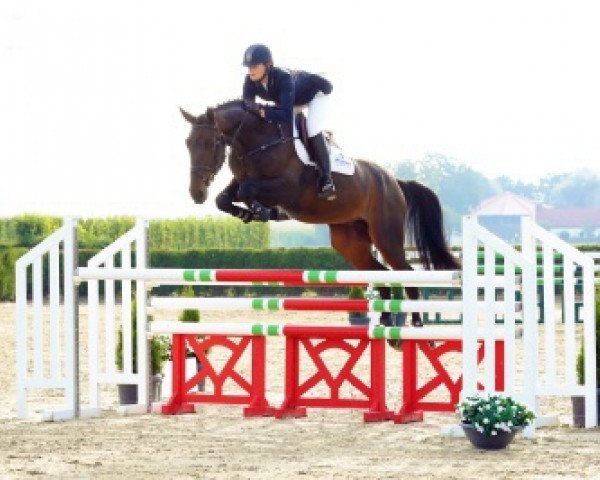 Springpferd Morton van 't Merelsnest (Belgisches Warmblut, 2012, von Nabab de Rêve)