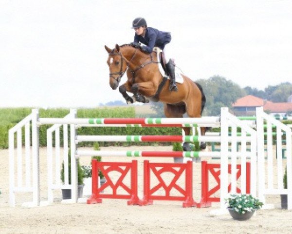 horse Stay with me (Zangersheide riding horse, 2010, from Bustique)