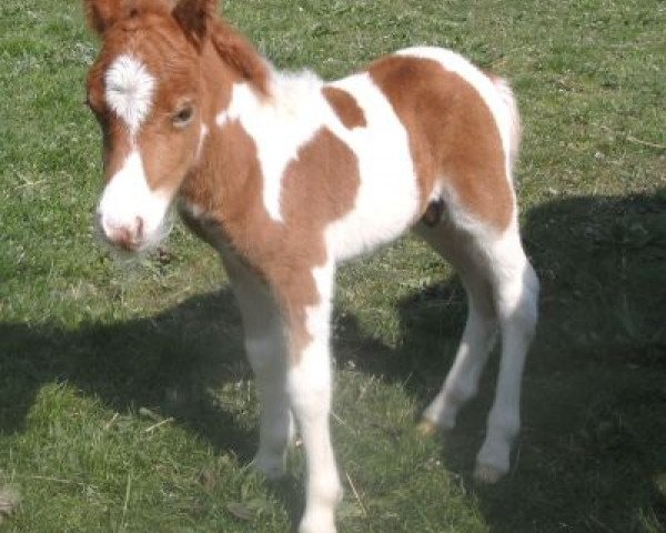 horse Bonfire (Dt.Part-bred Shetland pony, 2014, from Holsteins Bonavista)