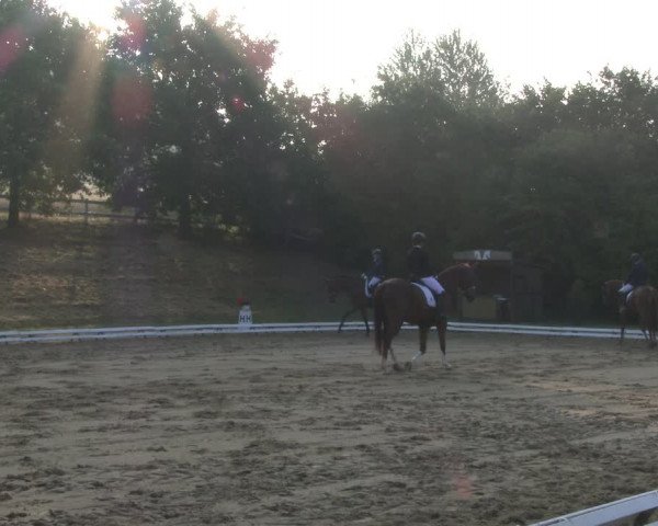 Reitturnier Vlotho-Exter 2019