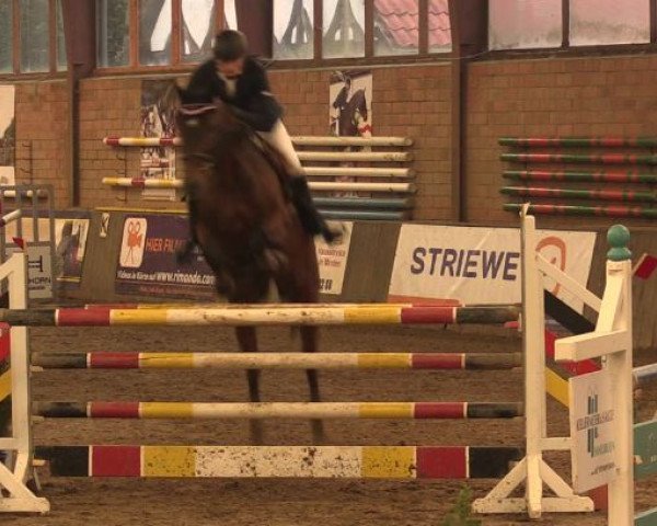 jumper Sonnyboy 100 (Hanoverian, 2005, from Slibovitz)