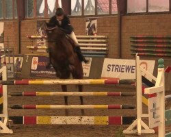 jumper Sonnyboy 100 (Hanoverian, 2005, from Slibovitz)