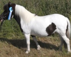 broodmare Schneeflocke (Shetland Pony, 2009, from Holsteins Bonavista)