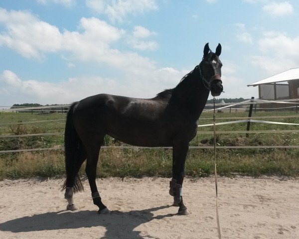 Zuchtstute Cordi R (Oldenburger Springpferd, 2008, von Champion For Pleasure)