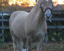 horse Nero (Edelbluthaflinger, 2014, from Nastor (6,25% ox))