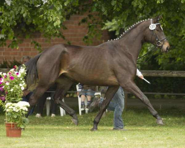 broodmare Elfencardas (Trakehner, 2008, from Cadeau)