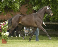 broodmare Elfencardas (Trakehner, 2008, from Cadeau)