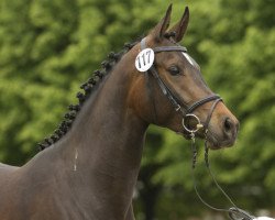 jumper Rosslyn VM (Trakehner, 2008, from Cadeau)