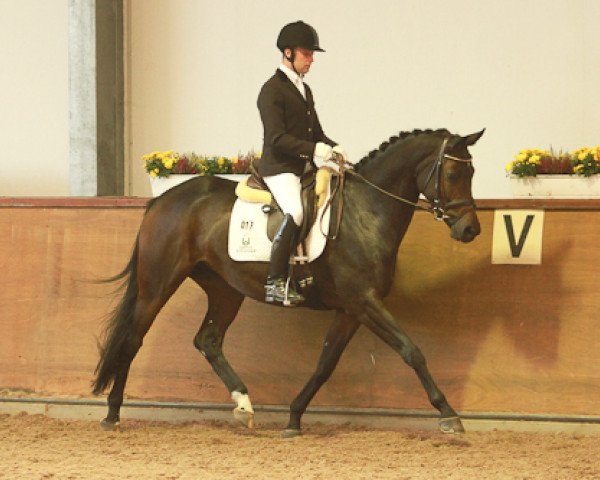 broodmare Dolce Luciana (ex Dolce Lucia) (Trakehner, 2007, from Lord Luciano 2)