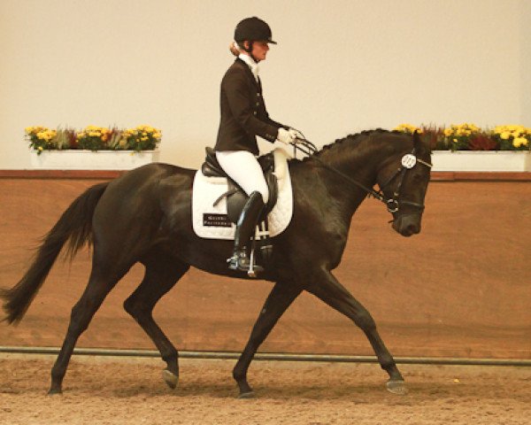 broodmare Flower Power (Trakehner, 2008, from Hibiskus) broodmare Flower Power (Trakehner, 2008, from Hibiskus)