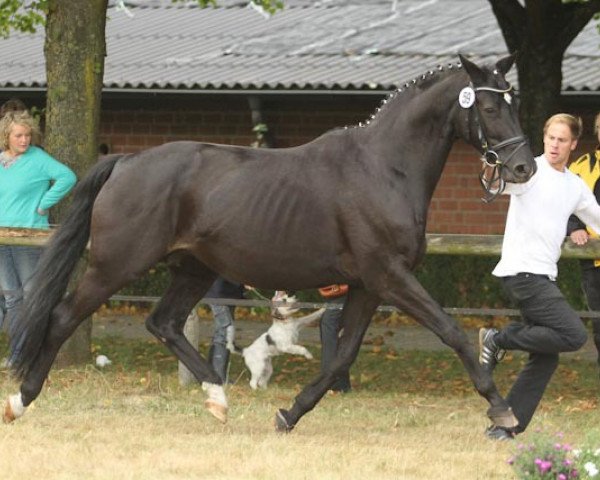broodmare Ariane XIV (Trakehner, 1999, from Gribaldi)