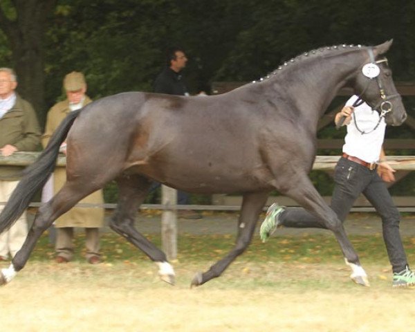 broodmare Aguilera (Trakehner, 2004, from Hofrat) broodmare Aguilera (Trakehner, 2004, from Hofrat)