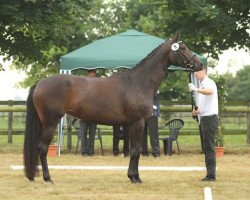 Fattrice Palmlilie (Trakehner, 2009, di Gut Saalhoff's Canzler)
