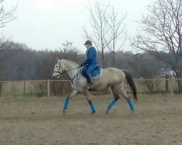 broodmare Ciara (German Warmblood, 2009, from Colorit)