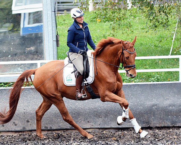 dressage horse Lord Tudor (Hanoverian, 2010, from Londonderry)