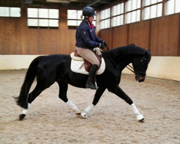Dressurpferd Sunrise Surprise (Hannoveraner, 2010, von Sancisco)