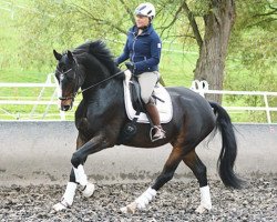 Cavallo da Dressage Con un poco de Suerte (Hannoveriano, 2008, di Conteur)
