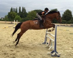 jumper Valentine M (KWPN (Royal Dutch Sporthorse), 2002, from Niveau)