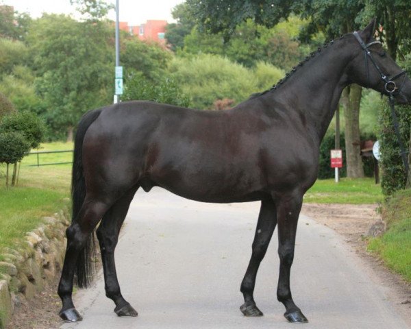 Springpferd Corchimint (Holsteiner, 2007, von Cormint)