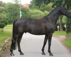 Springpferd Corchimint (Holsteiner, 2007, von Cormint)