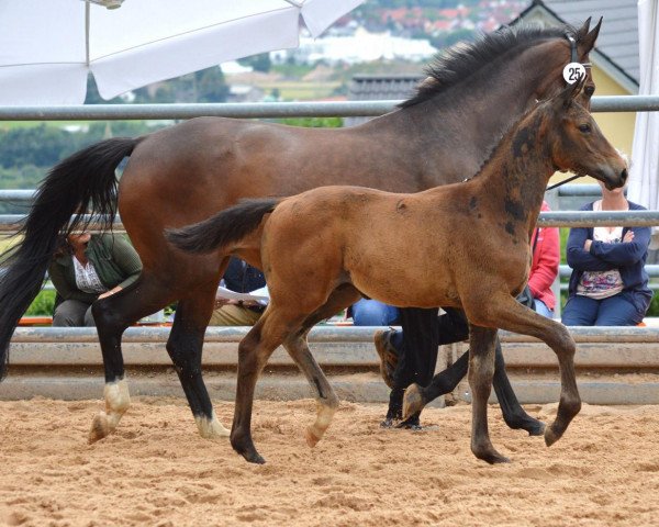 horse Hengst von Octavian x Cadeau (Trakehner, 2016, from Octavian)