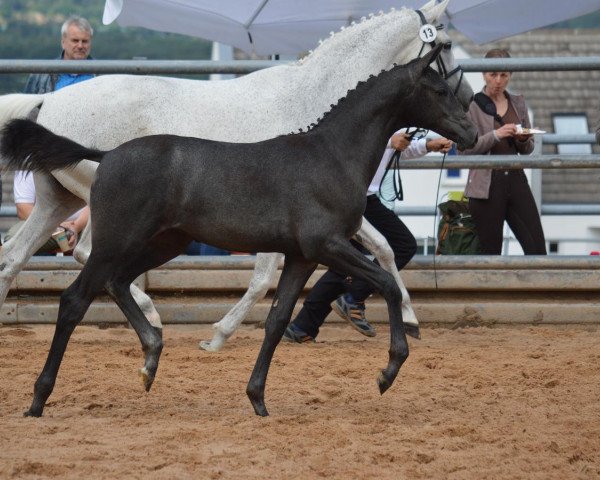 broodmare Kasside HS (Trakehner, 2016, from Octavian)