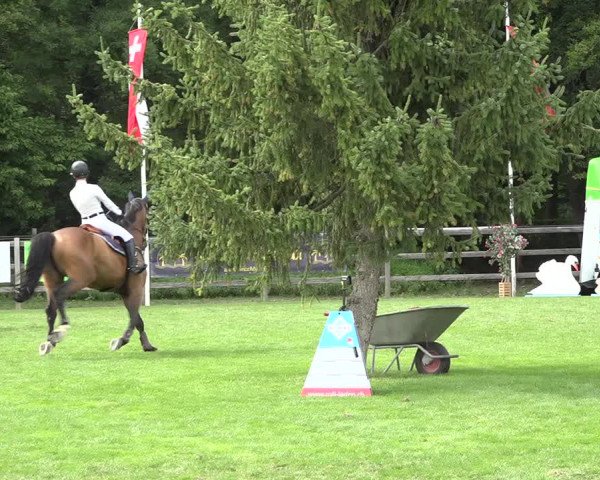 Reitturnier Kappelen-Lyss 2019