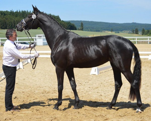 dressage horse Karice HS (Trakehner, 2012, from All Inclusive)