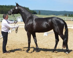 dressage horse Karice HS (Trakehner, 2012, from All Inclusive)