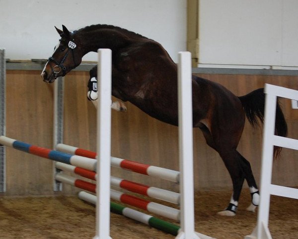 dressage horse Invasion (Trakehner, 2011, from Buddenbrock)