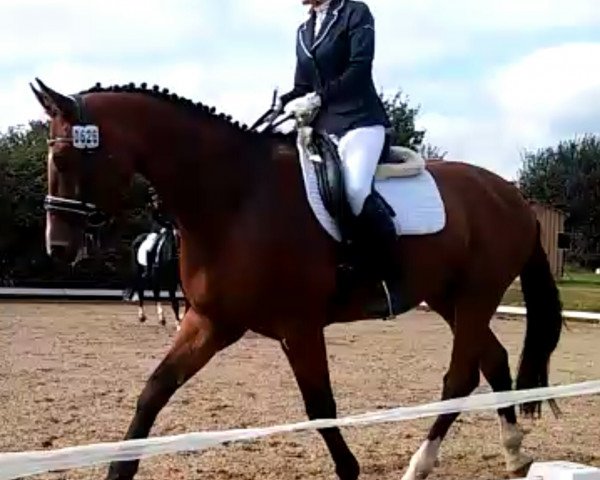 dressage horse Lorestan (Holsteiner, 2010, from Landos)