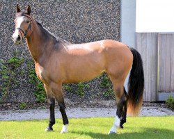 broodmare Mendini Dr (Belgian Warmblood, 2012, from Hunter's Scendix)
