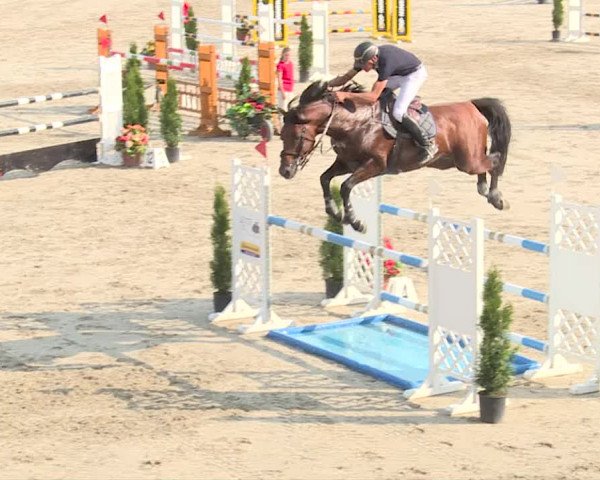 Reitturnier Turbenthal 2019