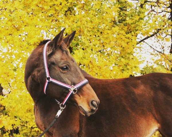 broodmare Rebecca (Hessian Warmblood, 1996, from Rebel Z III)