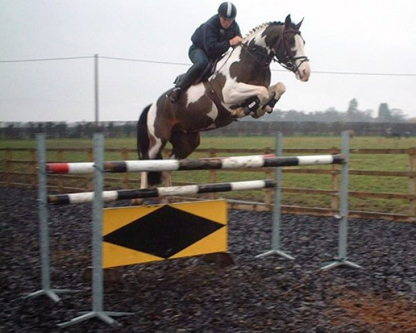 stallion Urban (KWPN (Royal Dutch Sporthorse), 2001, from Poor Boy)