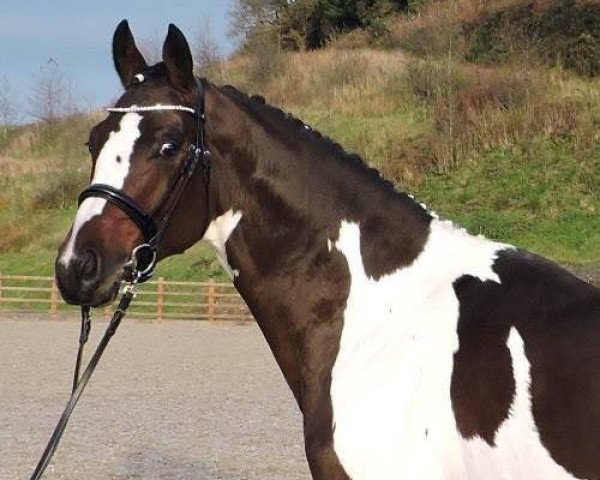 stallion Ucs Flawless (Oldenburg, 2010, from Fuechtels Floriscount OLD)