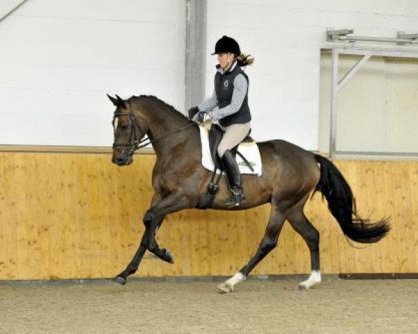 dressage horse Riverdancer HG (Trakehner, 2010, from Imperio 3)