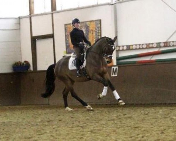 dressage horse M Falcon (Trakehner, 2010, from Singolo)