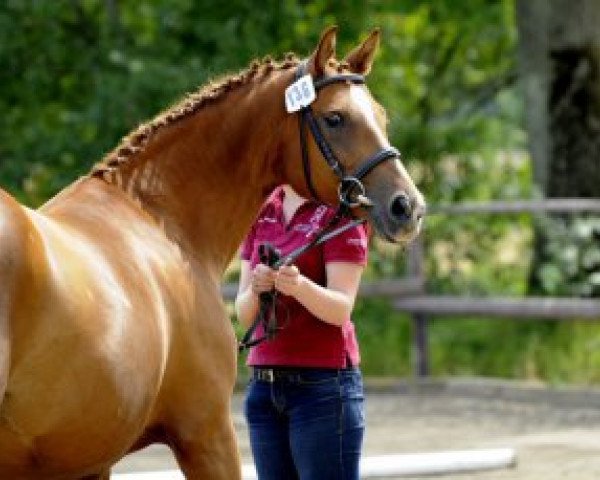 broodmare Red Baroness (Holsteiner, 2001, from Acorado I)