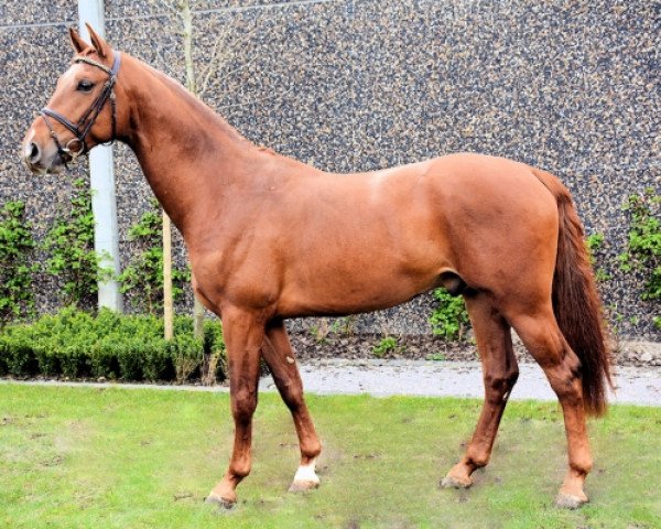 horse Navarro van de Hunters (Belgian Warmblood, 2013, from Hunters Scendro)